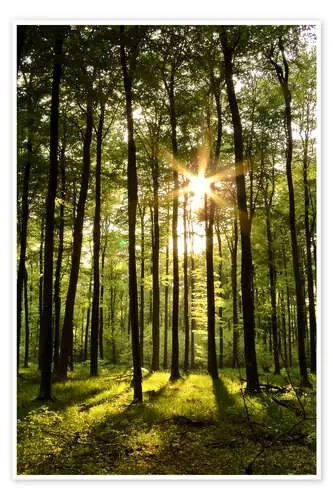 Atardecer en el verde bosque de Renate Knapp