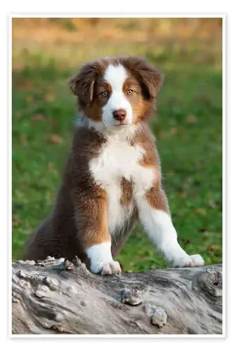 Australian Shepherd puppy de Katho Menden