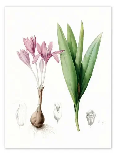 Autumn crocus de Pierre Joseph Redouté Master Collection