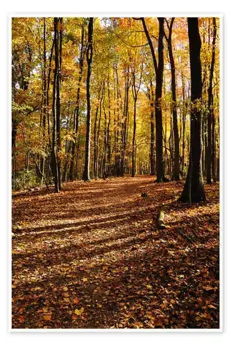 autumn forest Editors Choice