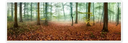 Autumn forest panorama with red autumn leaves de Jan Christopher Becke