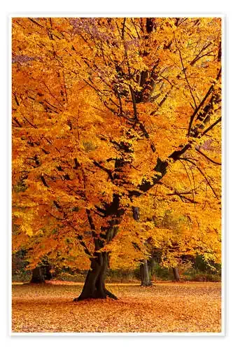 Autumn tree in the park de Atteloi