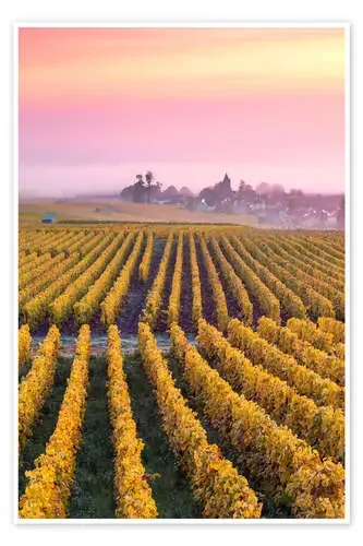 Autumnal vineyards in Champagne de Matteo Colombo