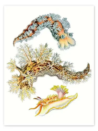 Babosas de mar, Nudibranchia (detalle, Obras de arte de la naturaleza, 1899) II de Ernst Haeckel Master Collection