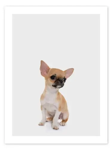Baby Chihuahua de Animal Kids Collection Editors Choice
