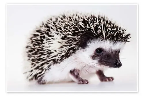 Baby hedgehog Editors Choice