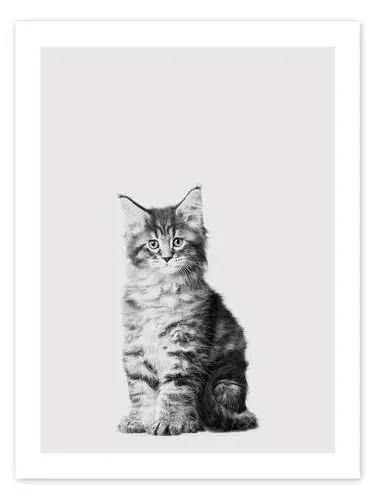 Baby Maine Coon de Animal Kids Collection Editors Choice