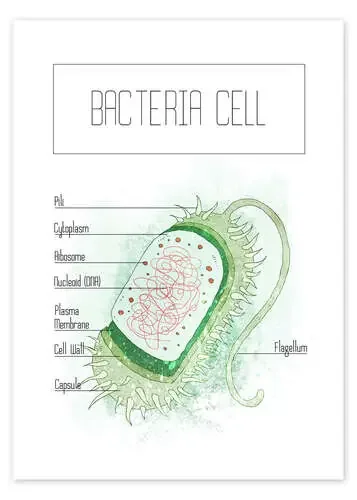 Bacteria Cell de RNDMS