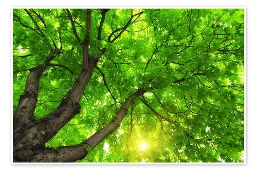 Bajo un gran árbol verde Editors Choice