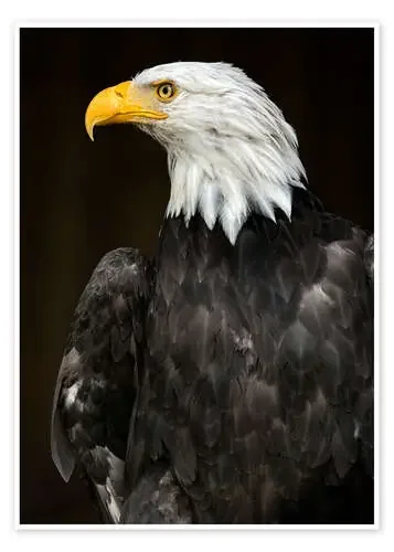 Bald Eagle Portrait de Frank Fischbach