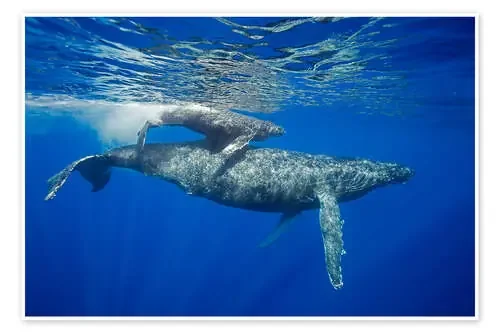 Ballena jorobada con bebé de Dave Fleetham Design Pics