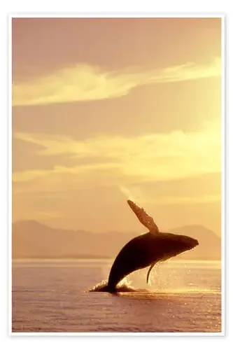 Ballena jorobada emergente de John Hyde Design Pics
