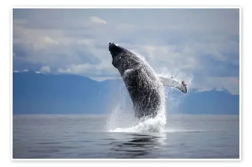 Ballena jorobada en el salto. de Paul Souders Danita Delimont