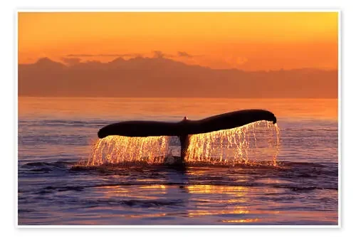 Ballena jorobada en la noche de John Hyde Design Pics