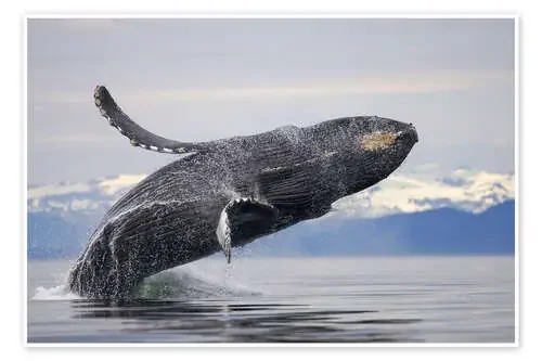 Ballena jorobada en sonido de Frederick de Paul Souders Danita Delimont