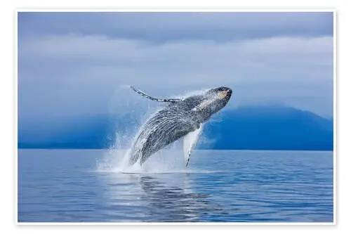Ballenas jorobadas frente a la isla de Chichagof de John Hyde Design Pics