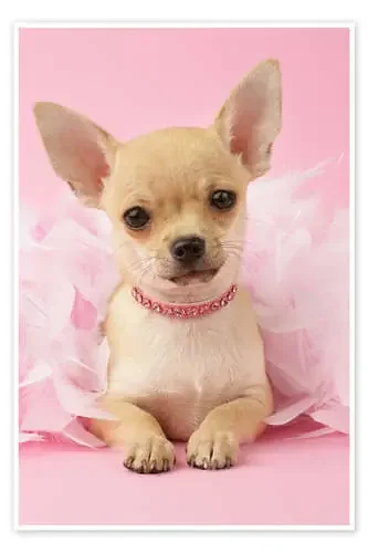 Ballet Chihuahua de Greg Cuddiford MGL Licensing