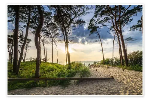 Baltic Forest de Steffen Gierok