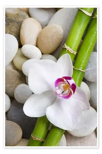 Bamboo and orchid de Andrea Haase Foto