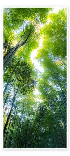 Bamboo Forest Editors Choice