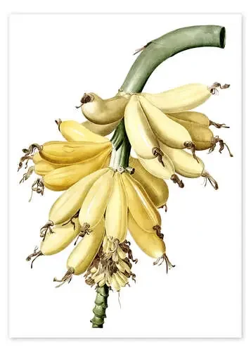 Banana (Musa paradisiaca) de Pierre Joseph Redouté Bridgeman Images