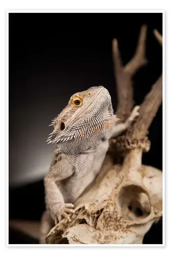 Bearded dragon climbs Editors Choice