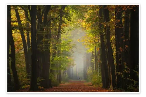 Beautiful autumn forest in the Netherlands de Martin Podt