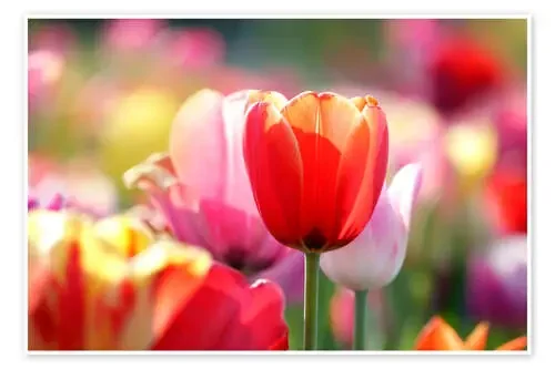 Beautiful Colourful Tulips de Lichtspielart