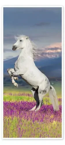 Beautiful Horse on Wildflowers Editors Choice