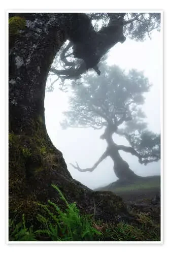 Beautiful trees of Madeira de Martin Podt