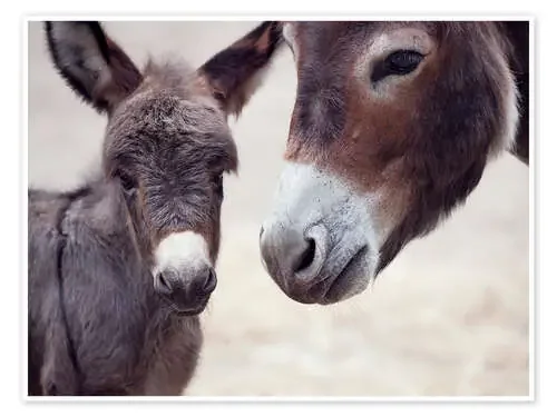 Bebé burro Editors Choice