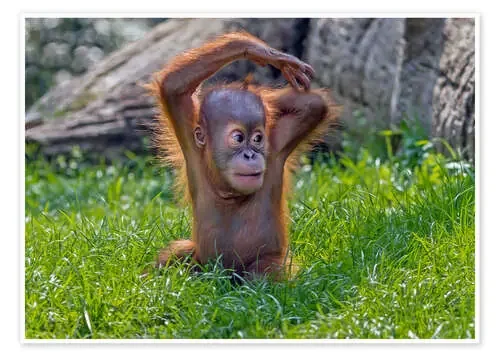 Bebé orangután de WildlifePhotography