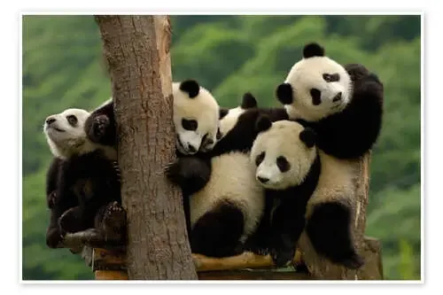 Bebés panda de Pete Oxford Danita Delimont