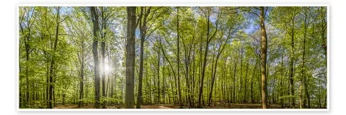 Beech forst in spring time panorama de Christian Müringer
