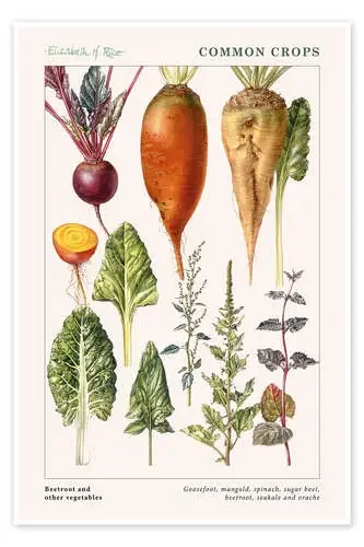Beetroot and other vegetables de Elizabeth Rice Bridgeman Images