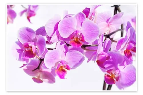 Bella orquídea rosa Editors Choice