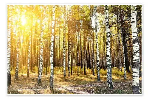 birch trees in a autumn forest Editors Choice