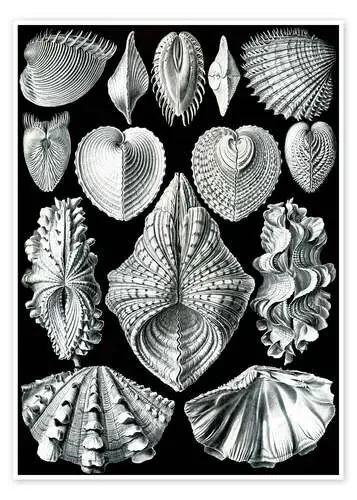 Bivalvos, Acephala Bivalvia (Obras de arte de la naturaleza, 1899) de Ernst Haeckel Master Collection