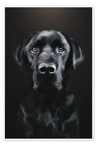 Black Labrador Portrait de Gabi Stickler