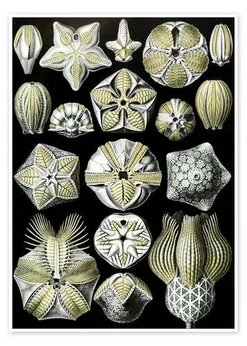 Blastoideos, Blastoidea (Obras de arte de la naturaleza, 1899) de Ernst Haeckel Master Collection