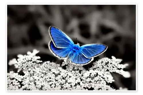 Blue butterfly on black colorkey II de Julia Delgado