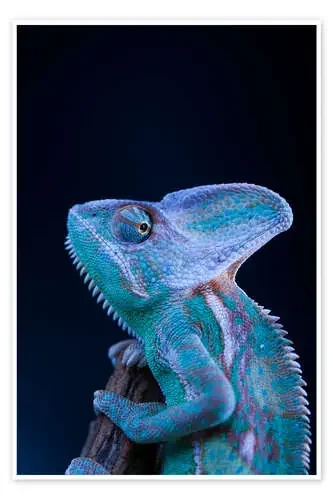 blue chameleon Editors Choice