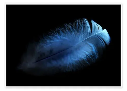blue feather Editors Choice