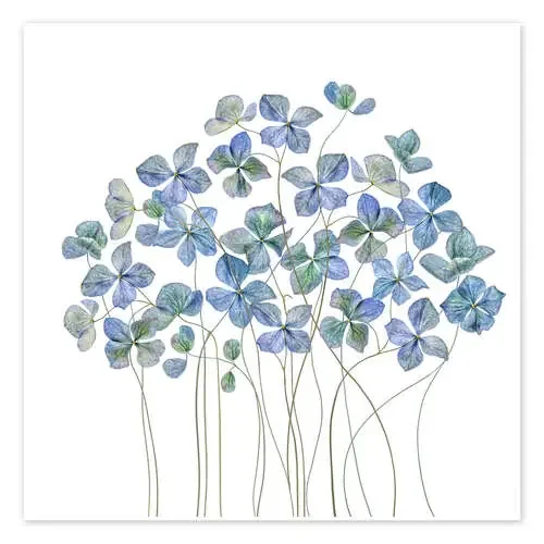 Blue Hydrangea de Mandy Disher