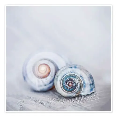 Blue Shells de Andrea Haase Foto