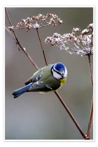 Blue tit de Colin Varndell Science Photo Library