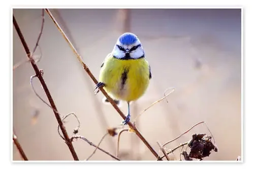 Blue Tit de Colin Varndell Science Photo Library