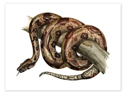 Boa constrictor de German School Bridgeman Images