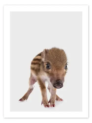 Boarlet I de Animal Kids Collection Editors Choice