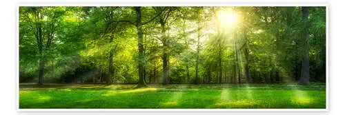 Bosque con rayos de sol en verano de Jan Christopher Becke